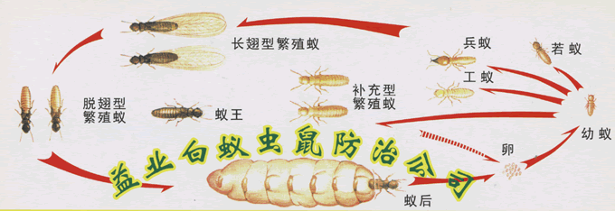 珠海市益业白蚁虫鼠防治服务公司_白蚁繁殖的介绍图