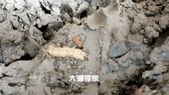 居民家挖出成千上万只白蚁 房子下面还有十几个窝