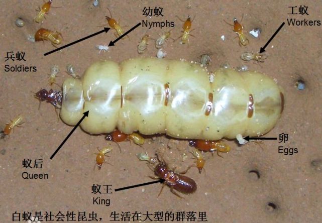 居民家挖出成千上万只白蚁 房子下面还有十几个窝