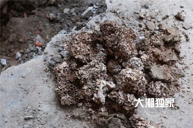 居民家挖出成千上万只白蚁 房子下面还有十几个窝
