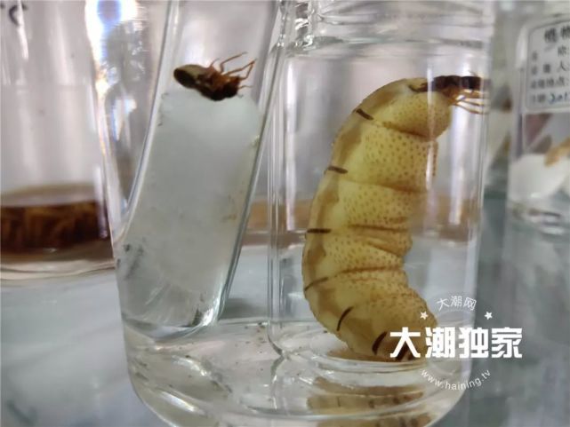 居民家挖出成千上万只白蚁 房子下面还有十几个窝