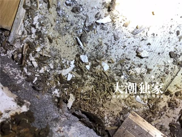 居民家挖出成千上万只白蚁 房子下面还有十几个窝
