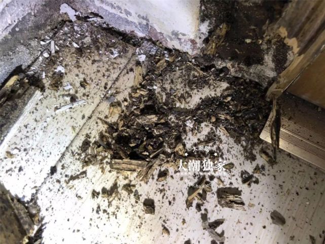 居民家挖出成千上万只白蚁 房子下面还有十几个窝