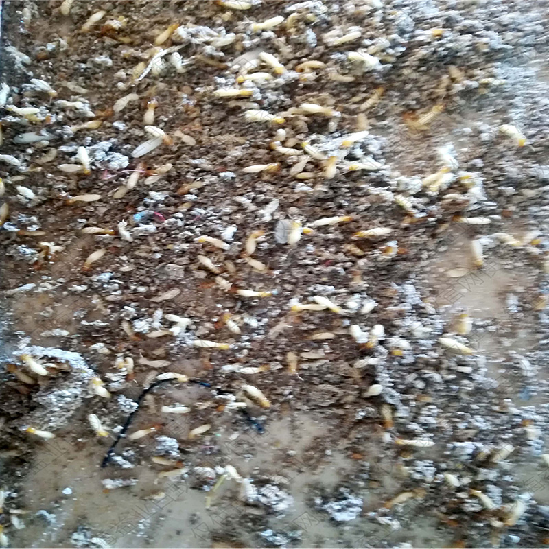 拱北专业灭鼠杀虫公司