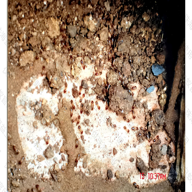 深圳靠谱的治理白蚁价格